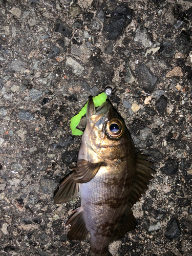 メバルの釣果