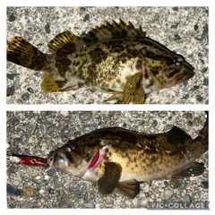 タケノコメバルの釣果
