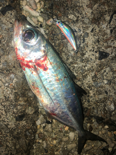 メアジの釣果