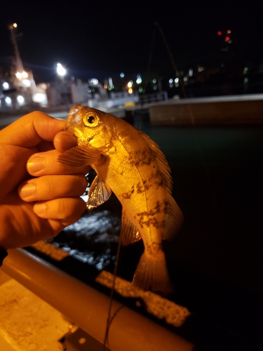 メバルの釣果