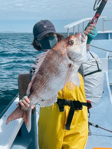 マダイの釣果