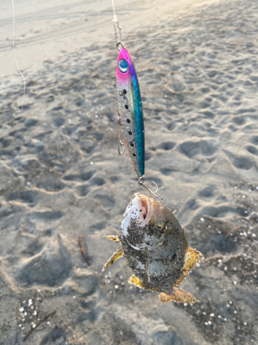 ショゴの釣果