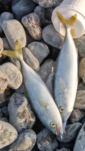 ワカナゴの釣果