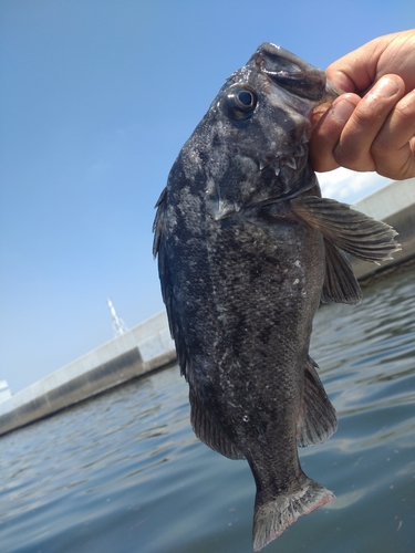 クロソイの釣果