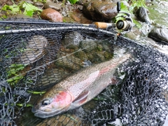 ニジマスの釣果