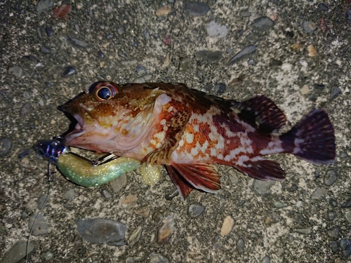 カサゴの釣果