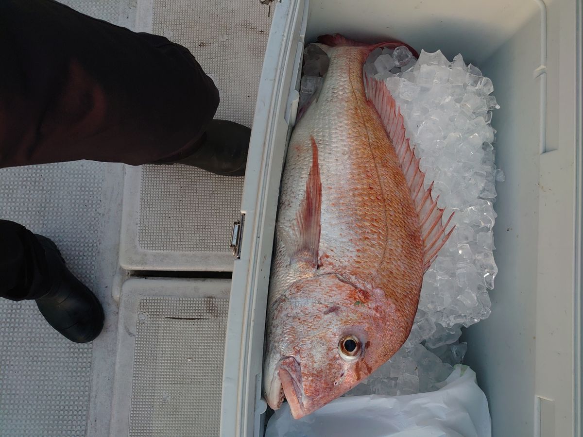 アングラー佐々木真吾さんの釣果 2枚目の画像
