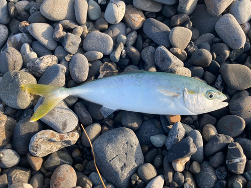 ワカシの釣果