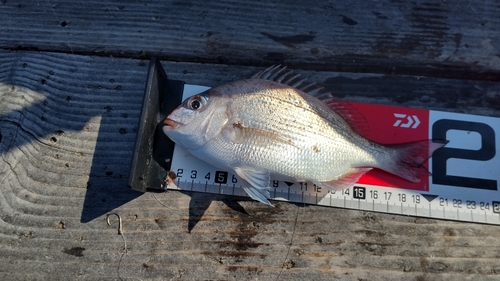 チャリコの釣果