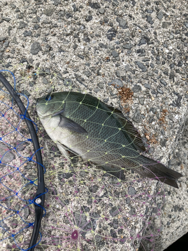 クチブトグレの釣果