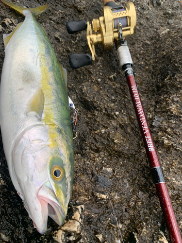 イナダの釣果