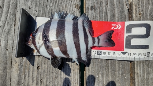 サンバソウの釣果