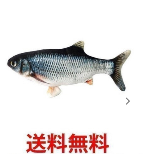 ウグイの釣果