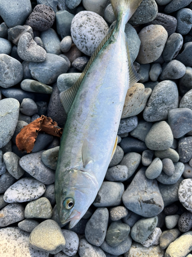 ワカシの釣果