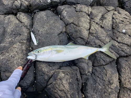 ワカシの釣果