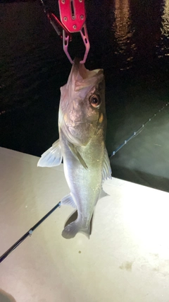 シーバスの釣果