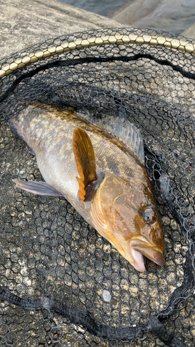 アブラコの釣果