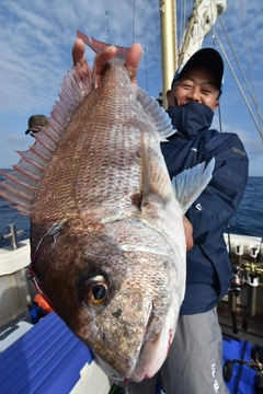 マダイの釣果