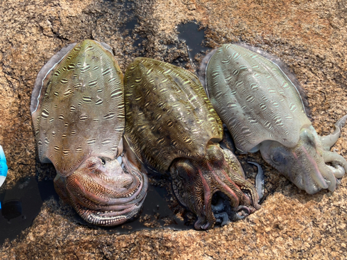 モンゴウイカの釣果