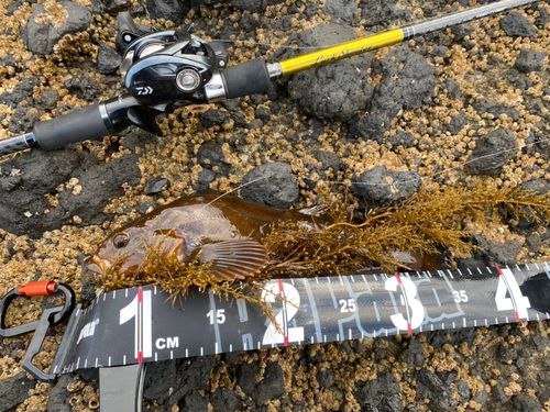 アイナメの釣果