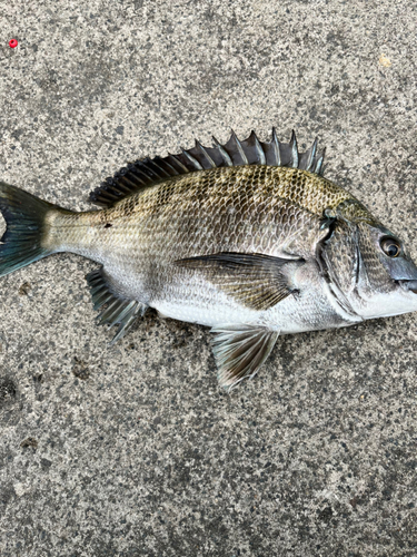 クロダイの釣果