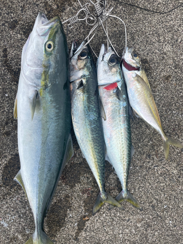 サバの釣果