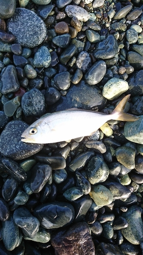 ショゴの釣果