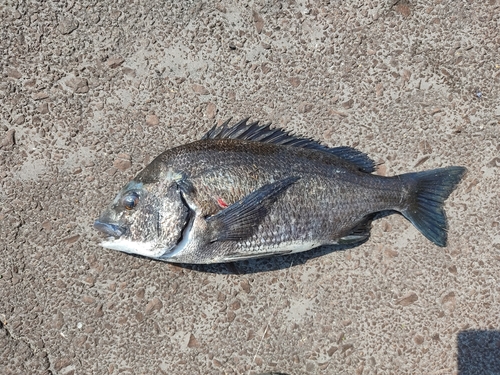 クロダイの釣果