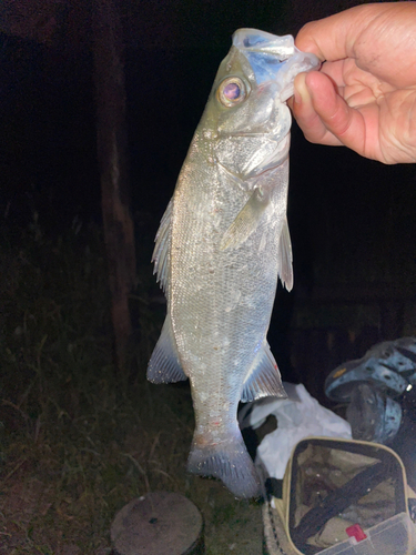 セイゴ（タイリクスズキ）の釣果