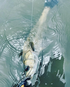 スズキの釣果