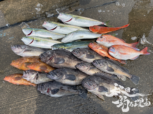 シーバスの釣果