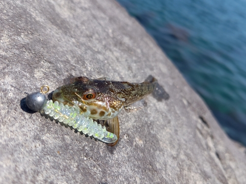 アナハゼの釣果