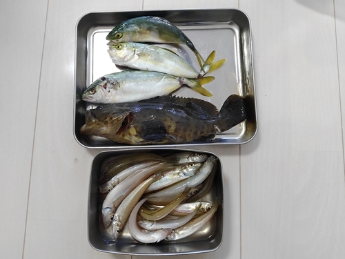 チャイロマルハタの釣果