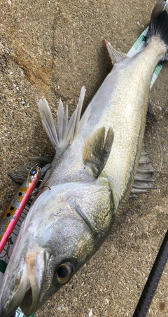 スズキの釣果