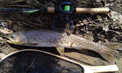 アメマスの釣果