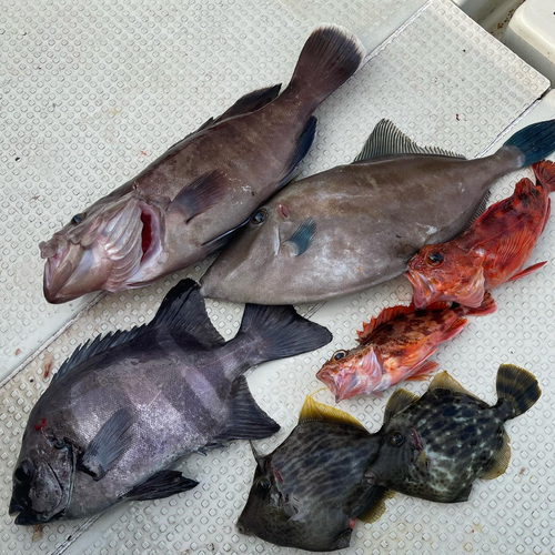 イシダイの釣果