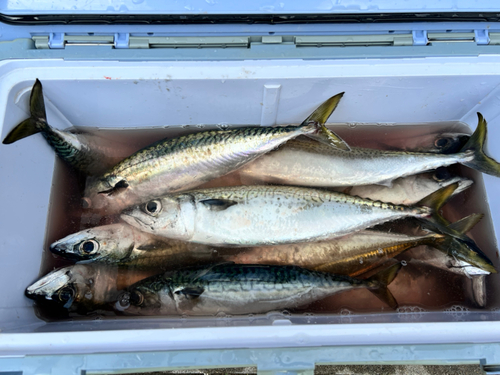 サバの釣果