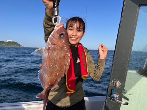 マダイの釣果