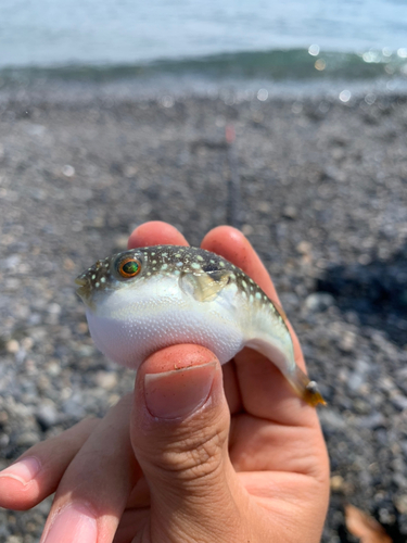 クサフグの釣果