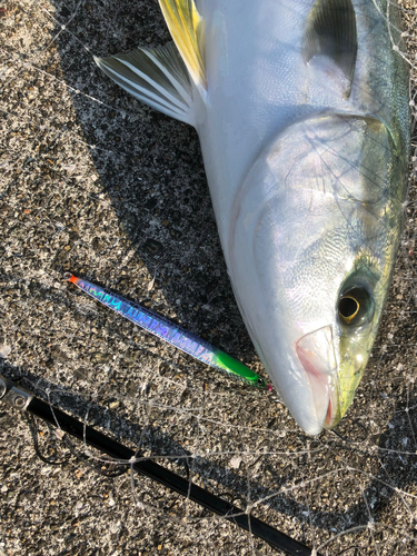 メジロの釣果