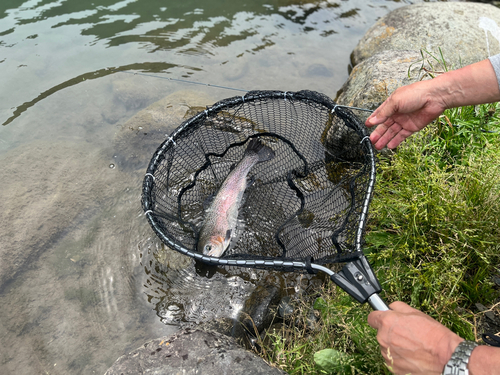 ニジマスの釣果