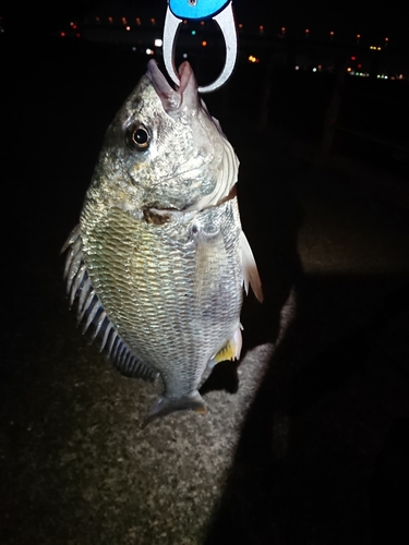 キビレの釣果