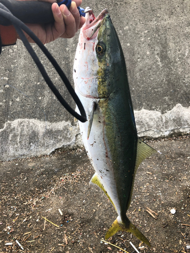 メジロの釣果