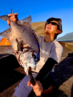 イシガキダイの釣果