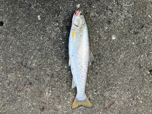 アメマスの釣果