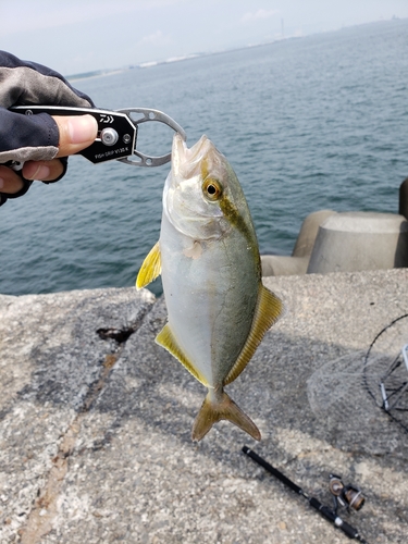 ショゴの釣果