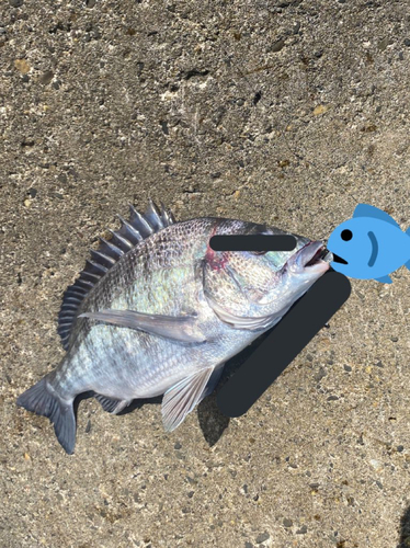 クロダイの釣果