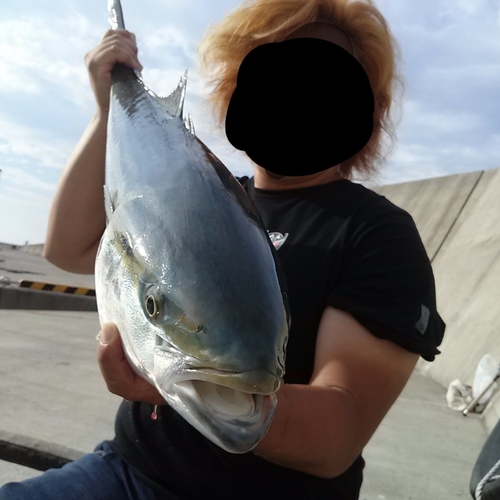 ブリの釣果