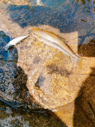 カワムツの釣果