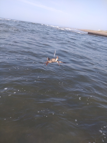 モクズガニの釣果